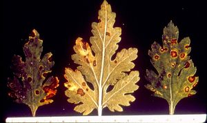 uploads/images/disease/leaf spot chrysanthemum.jpg